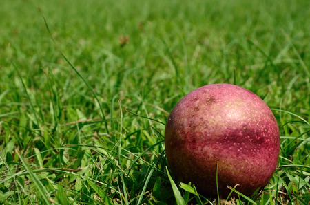 Cerbera oddloam fruit on grass at QueenSirikitPark Thailandの写真素材