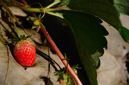 Strawberry field in Thailandの写真素材