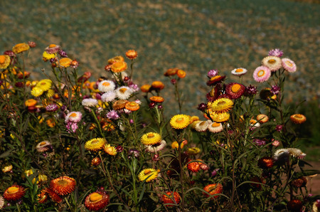 Helichrysum  flower in Thailand areaの写真素材