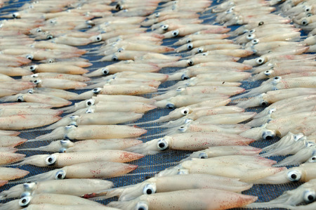 Squids placed to drying small squid in Thailand