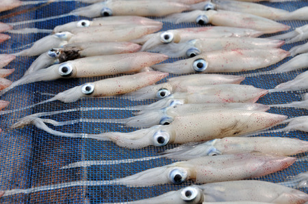 Squids placed to drying small squid in Thailandの写真素材