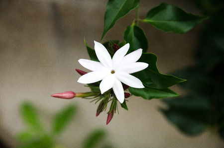 flowers and hostas in the background.の写真素材
