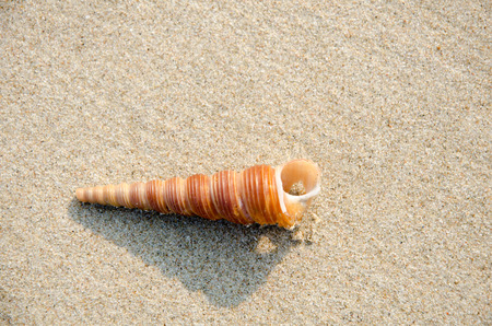 Shells on the sand THAILAND