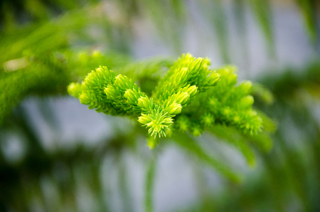 pine tree closeup. THAILANDの写真素材