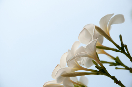 group of yellow white flowers of Frangipani, Plumeria, Templetree on a sunny day with natural bokeh background in THAILANDの写真素材