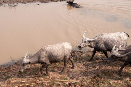 Swamp buffalo on grass field,thalay-noi-waterfowl-park phatthalung Thailand