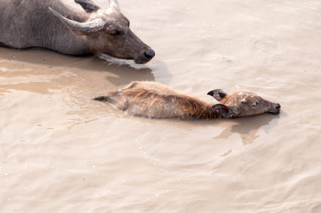 Swamp buffalo on grass field,thalay-noi-waterfowl-park phatthalung Thailandの写真素材