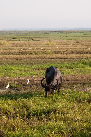 Swamp buffalo on grass field,thalay-noi-waterfowl-park phatthalung Thailandの写真素材