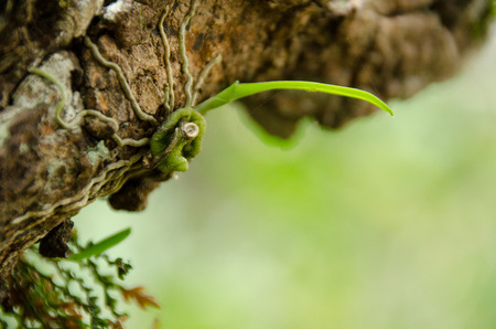 Bulbophyllum  orchid found in Nakhonsritammarat Thailand can found   India  Nepal  China  and Southeast Asia.の写真素材