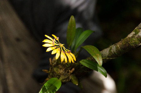 Cirrhopetalum  orchid found in Nakhonsritammarat Thailand can found   India  Nepal  China  and Southeast Asia.の写真素材