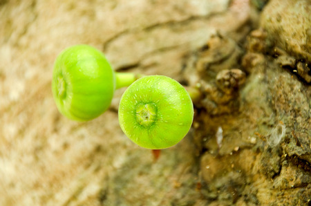 figs on the branch of a fig tree,local fig Thailand