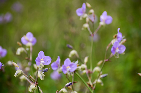 Murdannia giganteum field, Thai violet flower, Phu Soi Dao National Park, Uttaradit, Thailand.の写真素材