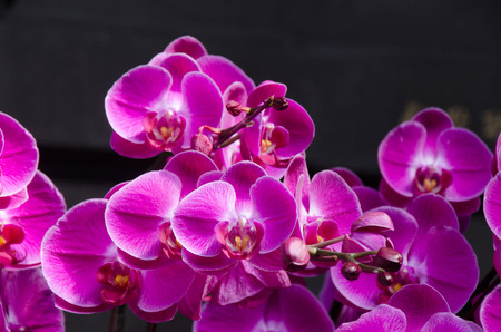 magenta orchid flowers with nature backgroundの写真素材