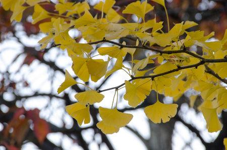 Detail of the yellow leaves of a Ginkgoの写真素材