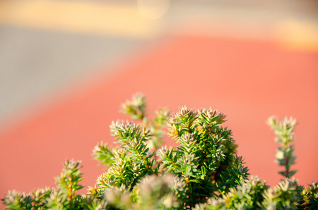 Top view of branches of young trees.の写真素材