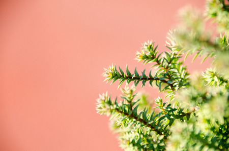 Top view of branches of young trees.の写真素材