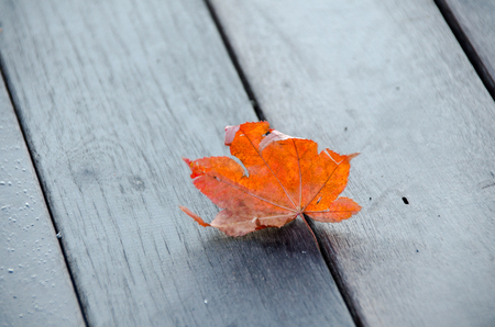 Red maple leaf on the groundの写真素材