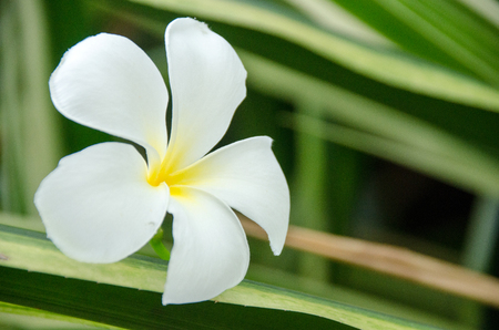 Group of yellow white flowers of Frangipani, Plumeria, Templetree on a sunny day with natural bokeh background in THAILANDの写真素材