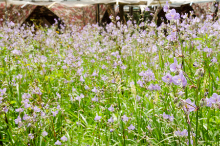 Closeup Murdannia giganteum, Beautiful violet flower blooming in the mountain hill on rainy season. Phu Soi Dao National Park, Utaradit, Thailand.の写真素材