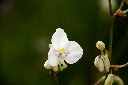 Closeup Murdannia giganteum, Beautiful violet flower blooming in the mountain hill on rainy season. Phu Soi Dao National Park, Utaradit, Thailand.の写真素材