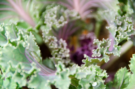 Close up top view of kale cabbage leaves. Vegetables healthy food background.Purple - green cabbage - top view.Planting in northern Thailand.の写真素材