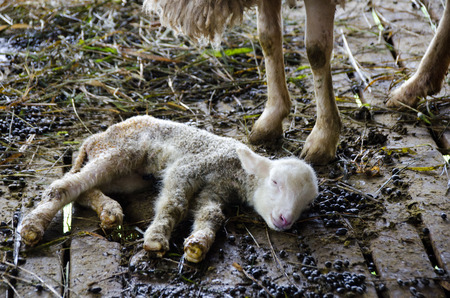 Sheep in the farm, Mae Hong Son Thailand