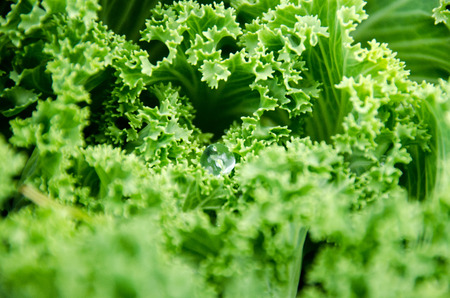 Vegetables healthy food background.Purple - green cabbage - top view, Mae Hong Son, Northern Thailandの写真素材