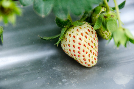 Agriculture farm of strawberry field in Mae Hong Son, Northern Thailand.の写真素材
