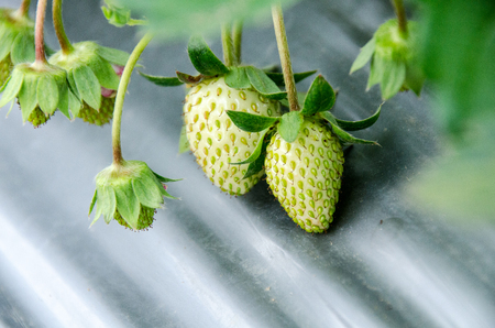 Agriculture farm of strawberry field in Mae Hong Son, Northern Thailand.の写真素材