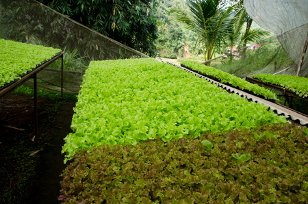 Small seedlings of lettuce growing in cultivation tray. Close-up young spout plant in seedling tray with nature lightの写真素材
