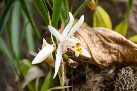 Coelogyne viscosa, White orchid in nature, Phu Soi Dao National Park, Utaradit, Thailand.の写真素材