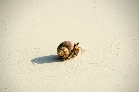 Hermit crab (lat. Paguroidea) Hermit crab (lat. Paguroidea) runs on sand with sunrise, lipe....