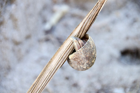 Hermit crab hung on the dried coconut leaves. To hide and sleep in the daytime.の写真素材