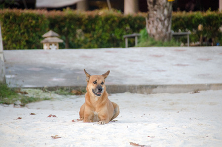 A dog lying on sand at the beach with sad eyes . poor solitude dog on the beach.  sad dogの写真素材
