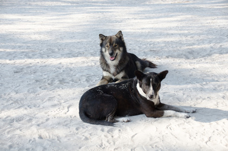 Dogs lying on sand at the beach with sad eyes . poor solitude dog on the beach.  sad dog