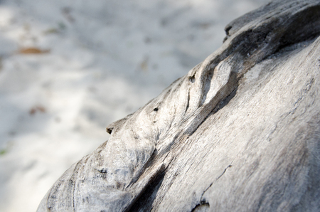 Tropical hardwood and textured background. Abstract background. Close up weathered wooden board and sand outdoors background. Natural texture. Old wood and sand texture. Untreated knotty wood.の写真素材