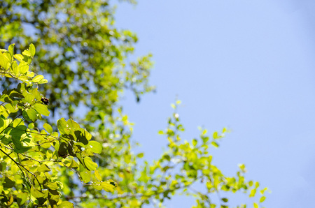 green young leaves and sun on blue sky