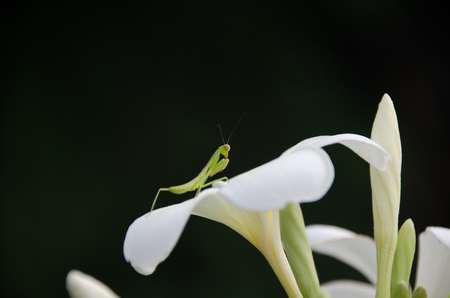 Plumeria flower and small Mantodea on Petals with nature backgroundの写真素材