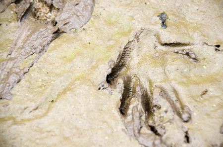 Voranus. Close-up on a footprints in the sand near the river.