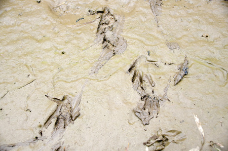 Voranus. Close-up on a footprints in the sand near the river.