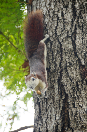 Close-up cute small squirrel lay down on tree branch and enjoy eating nut with with blurred background, chatuchak park, Bangkok, Thailandの写真素材