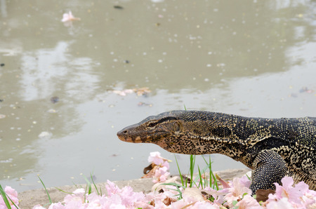 Animal and Wildlife, Asian Water Monitor or Varanus Salvator is on the waterfront with pink flowers falling on the floor. chatuchak park, Bangkok, Thailandの写真素材