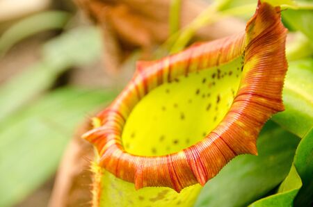 Nepenthes, Tropical pitcher plants and monkey cups close upの写真素材