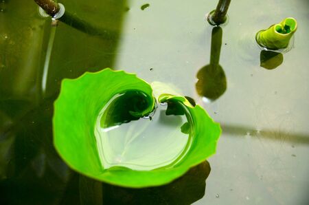 Close-up of lotus leaves, Nymphaea Nymphaeaceae