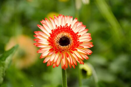 Closeup of a Gerbera Daisy flower in the field.の写真素材