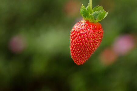 Strawberry fruit in nursery plantation in Cameron Highlands, malaysia. Strawberry ripen in red is a sweet and exquisite tasteの写真素材