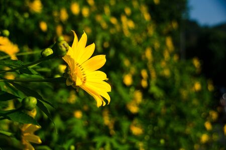 The English name is Tree marigold, Mexican tournesol, Mexican sunflower, Japanese sunflower, Nitobe chrysanthemum; The science name is Tithonia diversifolia (Hemsl.) A.Gray.の写真素材