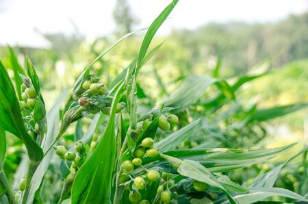 Job's tear plant in organic farm,Thailand