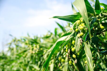 Job's tear plant in organic farm,Thailandの写真素材