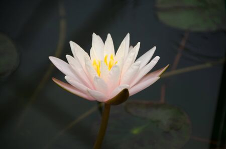 Close-up of lotus flower in QUEEN SIRIKIT BOTATIC GARDEN, Thailand, Nymphaea Nymphaeaceaeの写真素材